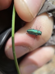 Chrysobothris cyanella