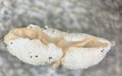 Claudopus