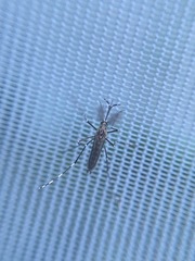 Aedes sierrensis