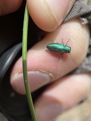 Chrysobothris cyanella