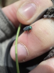 Chrysobothris cyanella