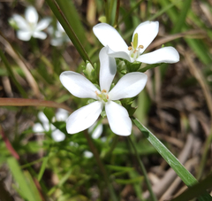 Sabatia quadrangula