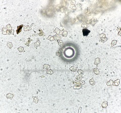 Claudopus
