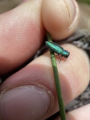 Chrysobothris cyanella