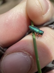 Chrysobothris cyanella