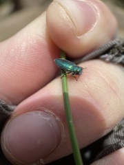 Chrysobothris cyanella