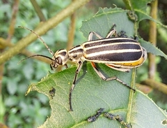 Epicauta vitticollis