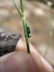 Chrysobothris cyanella