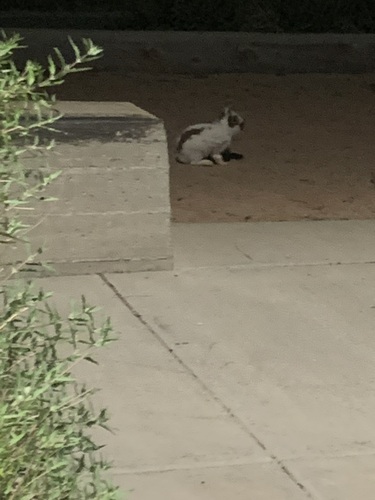 Domestic Rabbit photographed in Utah