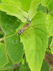 Mesostenus thoracicus