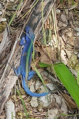 Cnemidophorus espeuti