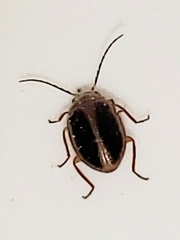 Prionocyphon limbatus