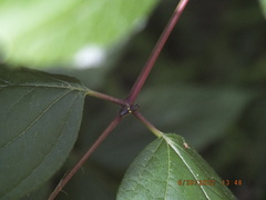 Trypherus frisoni