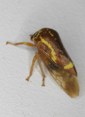 Ophiderma flava