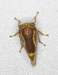 Ophiderma flava
