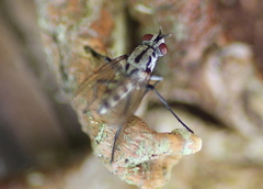 Eustalomyia hilaris