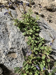 Penstemon papillatus