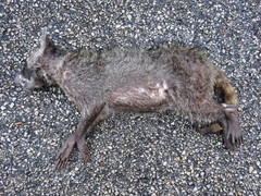 Procyon lotor hernandezii