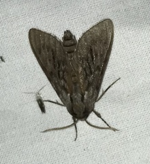 Lapara bombycoides