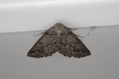 Sabulodes packardata