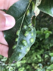 Taphrina populi-salicis