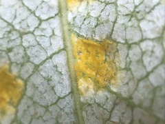 Taphrina populi-salicis