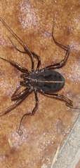 Zachaeus crista