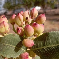 Pistacia vera