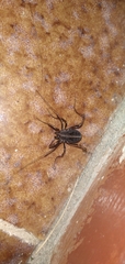 Zachaeus crista