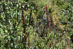Tillandsia pastensis