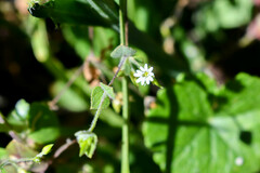 Drymaria villosa