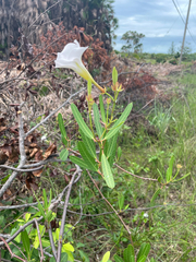 Rhabdadenia biflora