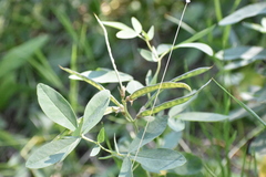 Thermopsis