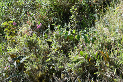 Epidendrum jamiesonis