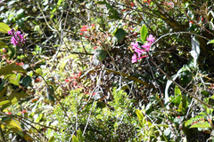 Epidendrum jamiesonis