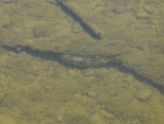 Ambloplites rupestris