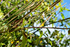 Alonsoa meridionalis