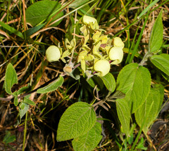 Calceolaria sericea