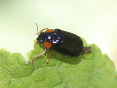 Smaragdina affinis