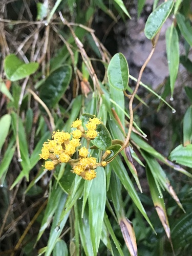 Nesampelos