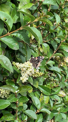 Vanessa atalanta