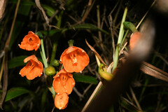 Stenomesson aurantiacum