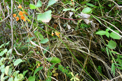 Stenomesson aurantiacum