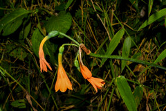 Stenomesson aurantiacum