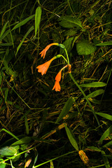 Stenomesson aurantiacum