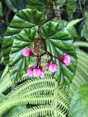 Begonia domingensis