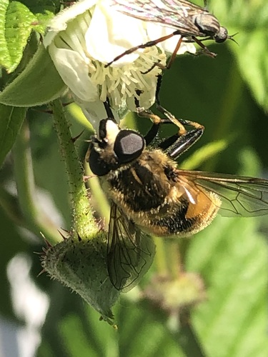 Yellow-margined Marsh Fly photo 2