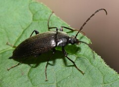 Capnochroa fuliginosa