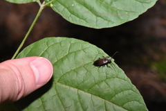 Capnochroa fuliginosa