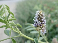 Glycyrrhiza echinata